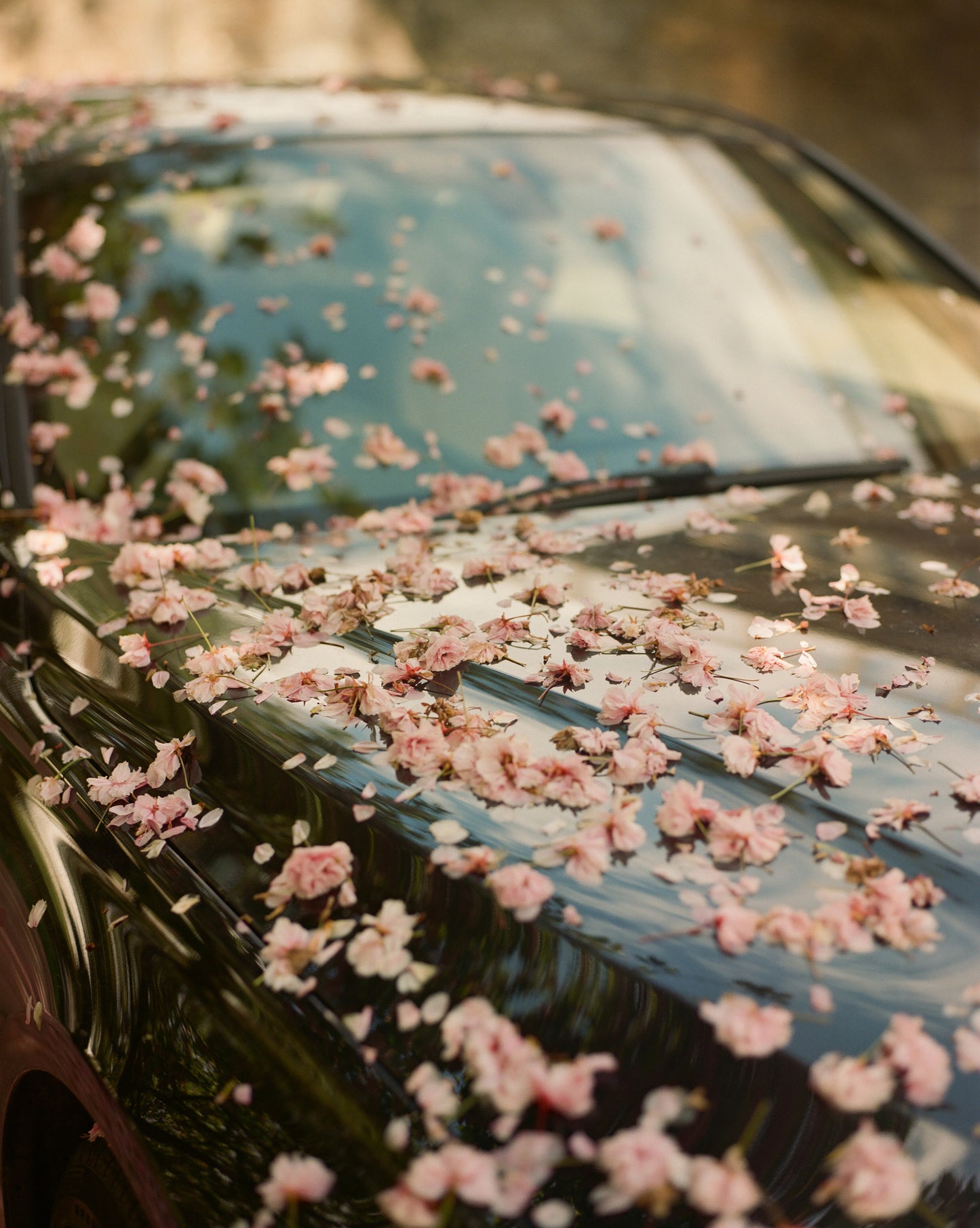 Spring