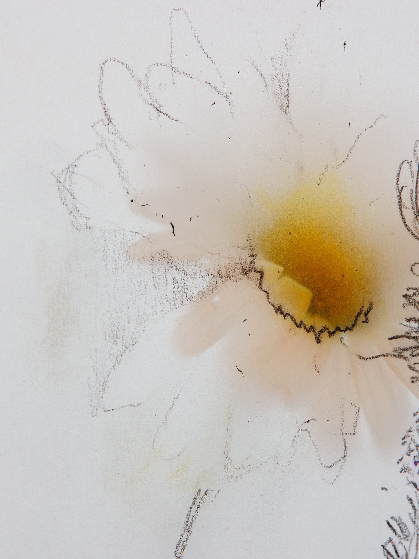 Yellow Flower