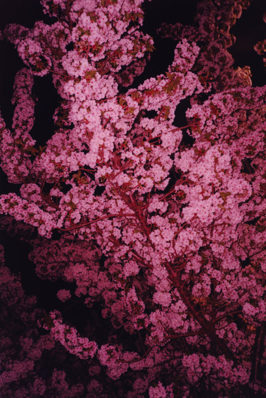 Pink Bloom