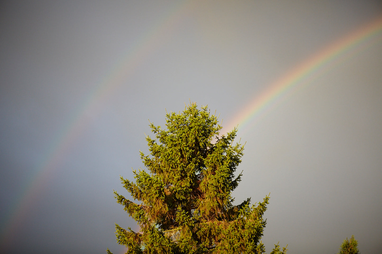 Rainbow