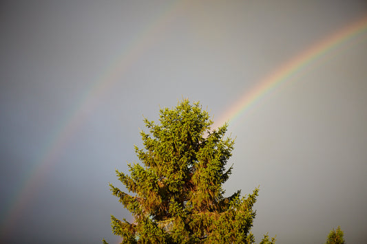 Rainbow