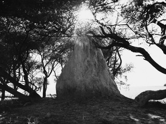 Termite Nest